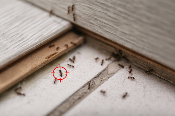 Best Termite Control Services  in Collinsville, TX