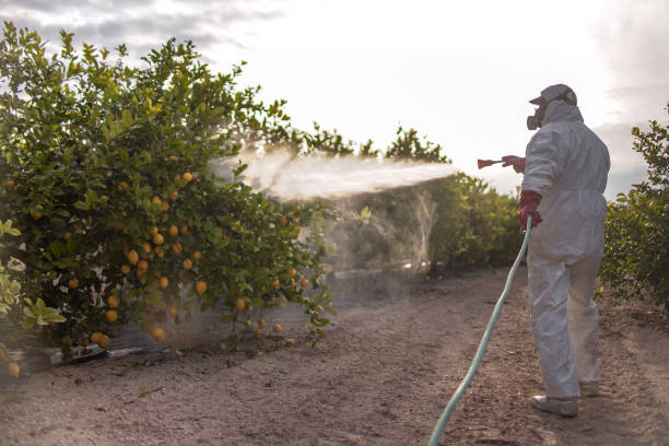 Best Wasp Removal Services  in Collinsville, TX