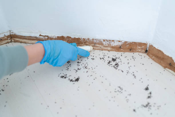 Best Wildlife Control Services  in Collinsville, TX